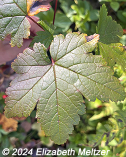 leaf